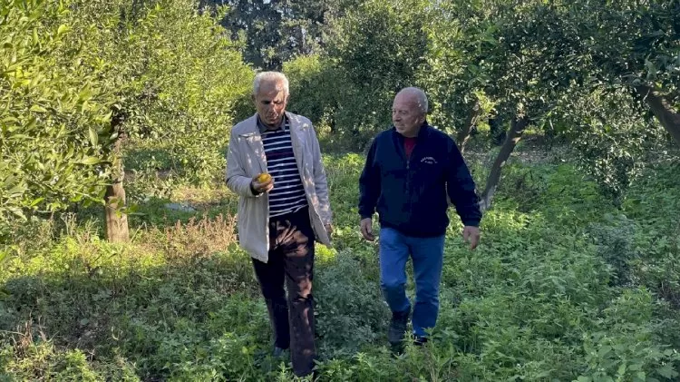 Mandalinada Bu Yıl Rekolte Düşük